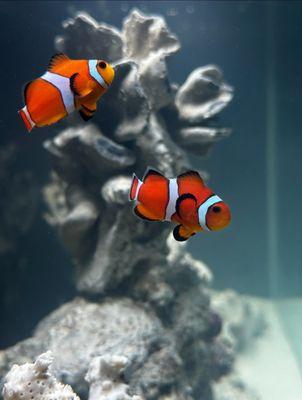 Clownfish