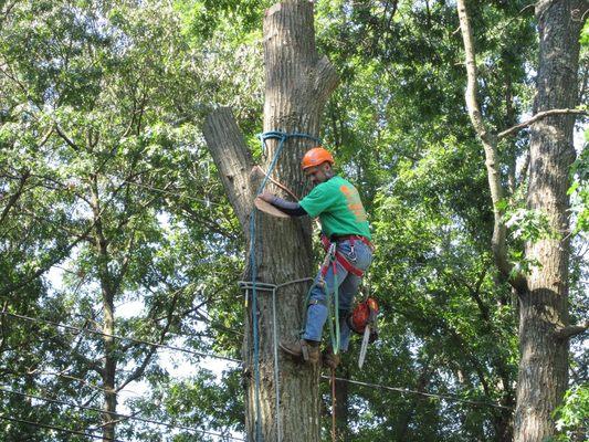 Large Oak Tree Removal