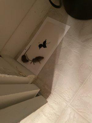 Two mice found in bathroom