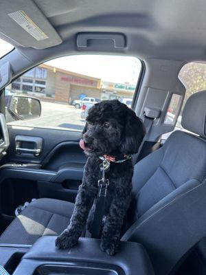 Black Maltipoo