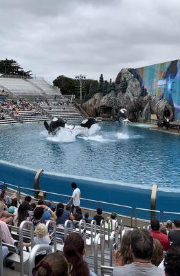 Three ORCAS JUMP IN TANDEM!!!