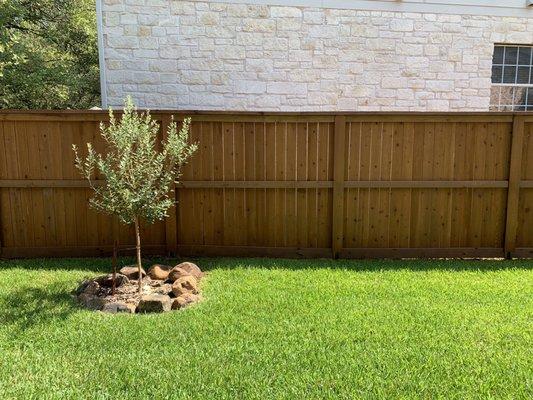 Wood Defender Sable Brown on New Cedar Fence