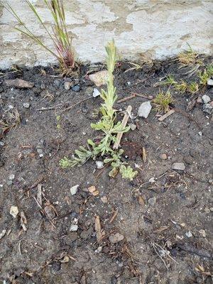 I planted milk weed seeds around my house, hope to help the monarchs