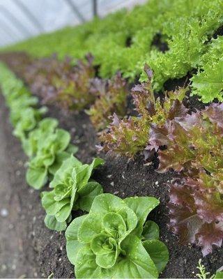 Lettuce mix