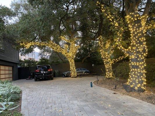 Permanent tree lights