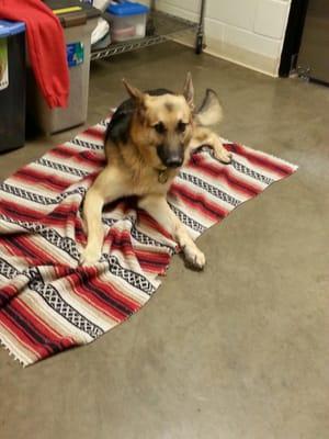 Pushkin resting after his playschool time.