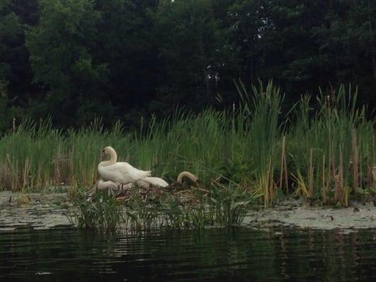 The nature on the river is beautiful.