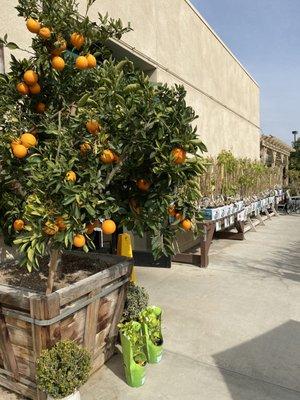 Beautiful citrus trees