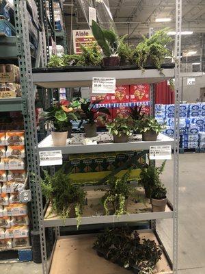 The plants that are dying in the warehouse