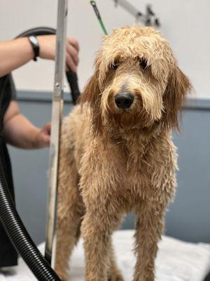 After a great bath, getting dried and ready for a beautiful haircut!