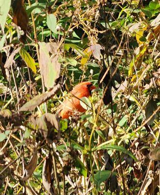 Northern cardinal