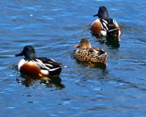 Northern shovelers in the reservoir