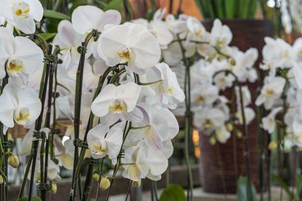 Phalo Orchids