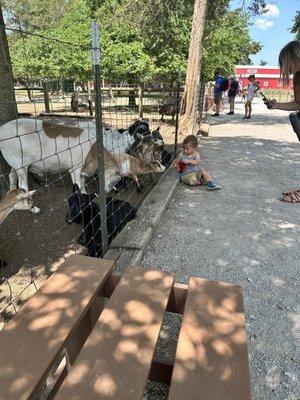 Feeding the goats