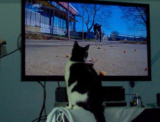 Darryl enjoying an episode of "My Cat From Hell."