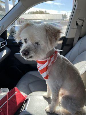 Cooper loves his bandana!  They take great care of him!