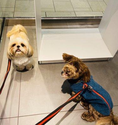 "Tiny Tails Club" members Charlie and Jack enjoy their time at the Swarovski store with "Pet Nanny Angie"!