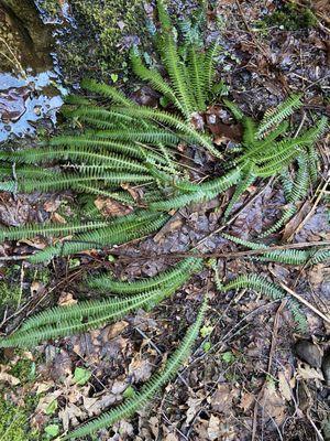 Ferns