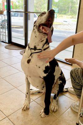 Atreyu the Great Dane loves hanging out at Vanity Fur!