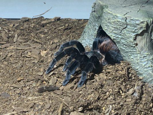 Mexican Red Rump Tarantula