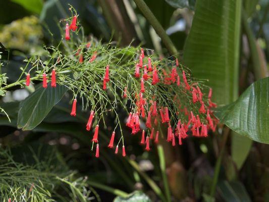 Tropical room