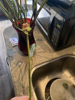 Whole rose fell off the stem. You can also see the bare stems in the vase behind it with maybe 2 leaves left. Such a disaster