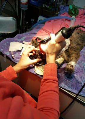 A cat having laser therapy after a dental procedure. What's laser therapy? Call us!