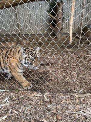 Baby bengal tiger. Brody!