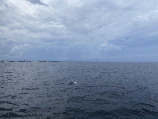 Dolphin in the bay