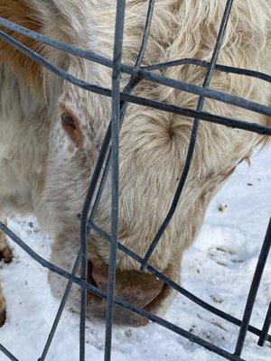 Mini highland cow