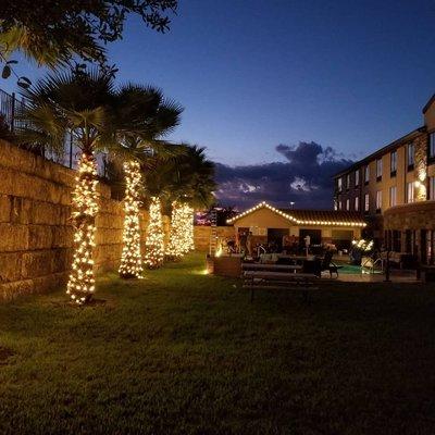 Holiday lighting, Palm tree