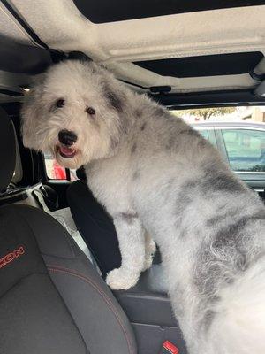 Oreo right after his groom