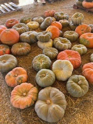 Pumpkins