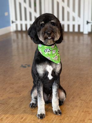 Rufus the Bernedoodle