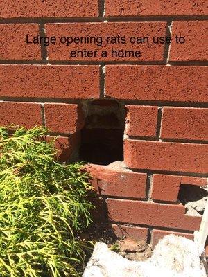 Large rodent entry hole.