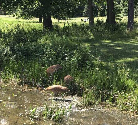 These sand hill cranes living on the golf course is a real treat. On the seventh hole one literally walked within 8 ft from us.