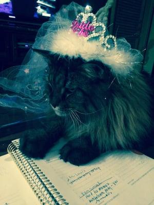 My cat modeling the bachelorette veil :)