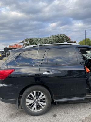 He even put the tree on our car!