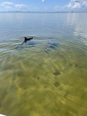 Dolphins playing