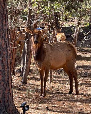 An elk