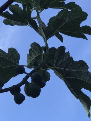 Fresh figs, apples, plums and pears in our 90 year old community garden. (You just have to golf first to get there!)