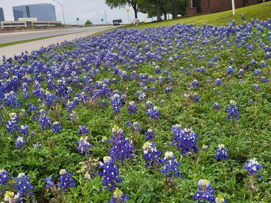 One of the beautiful things about the Great State of Texas..