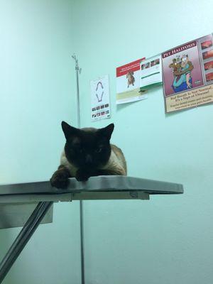 Binx waiting patiently for the doctor.