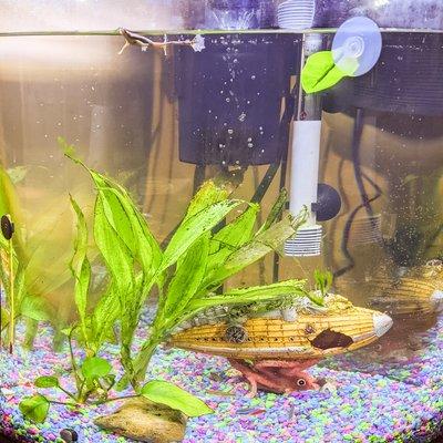 Alex's tank before Aqua Lab