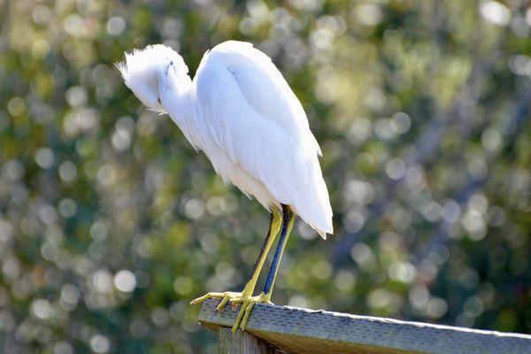 Snowy Egret....great pic by my wife !