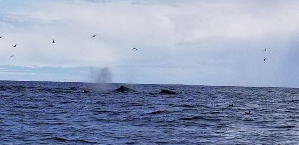 Hump back Whales