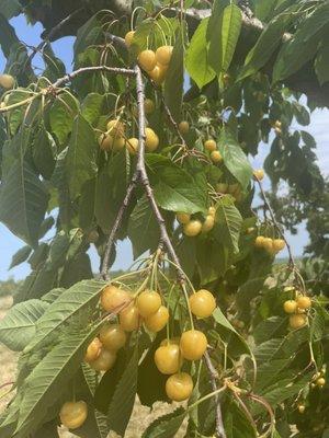 Sweet cherries