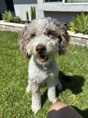 This is the cut I asked for. I don't like "poodle/doodle cuts" and confirmed with the place my wants on multiple occasions.