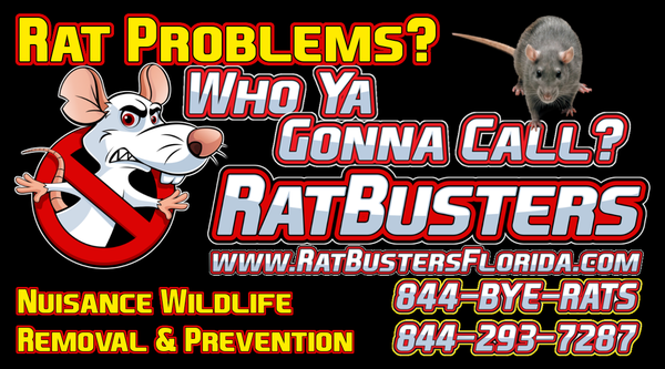 Rat Removal and Rat Prevention