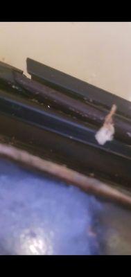 A roach leg, there was alot of dead roaches sealed behind the rubber.  Roaches and droppings